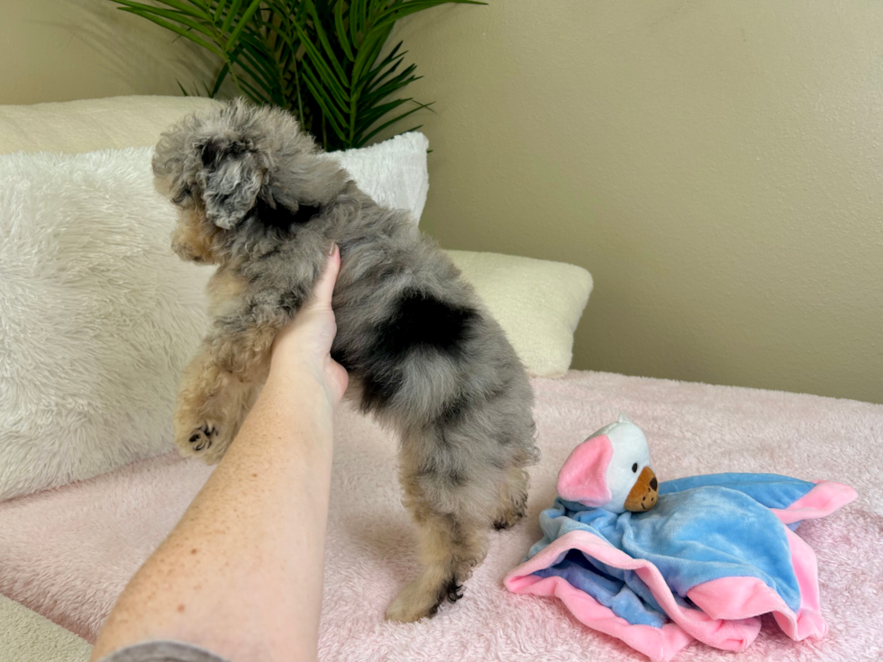 Cute Mini Aussiedoodle Poodle Mix Pup