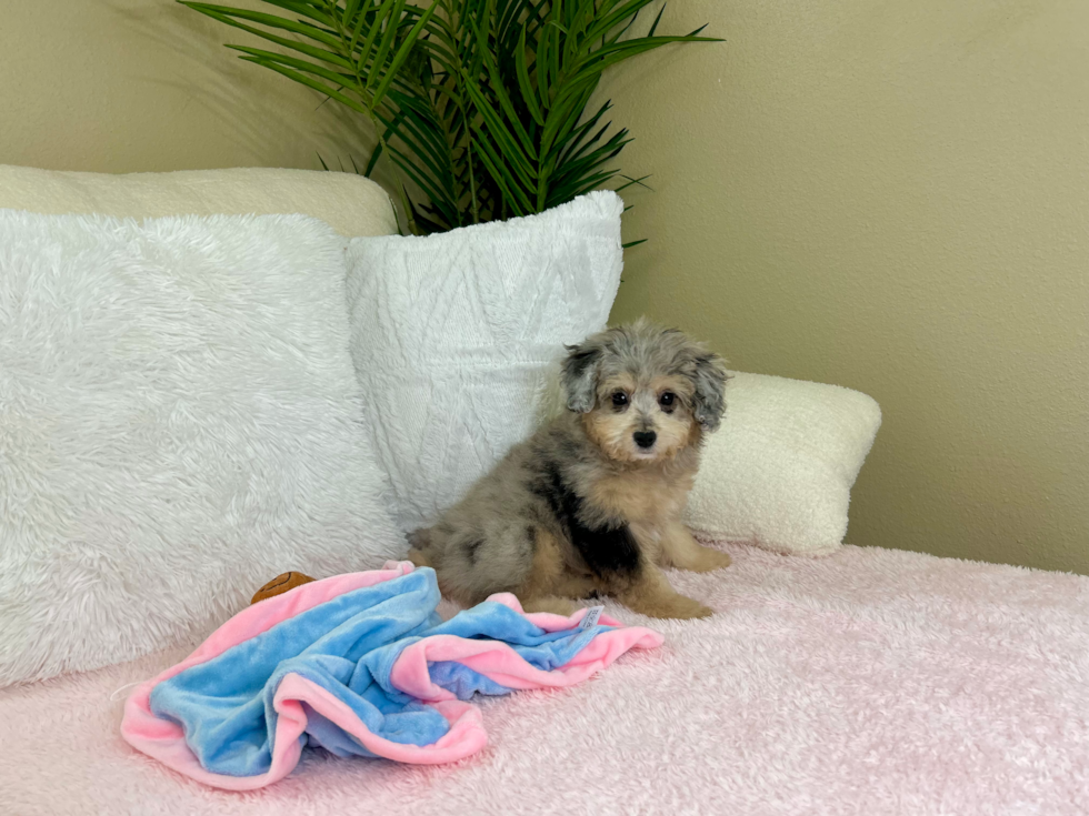 Mini Aussiedoodle Puppy for Adoption