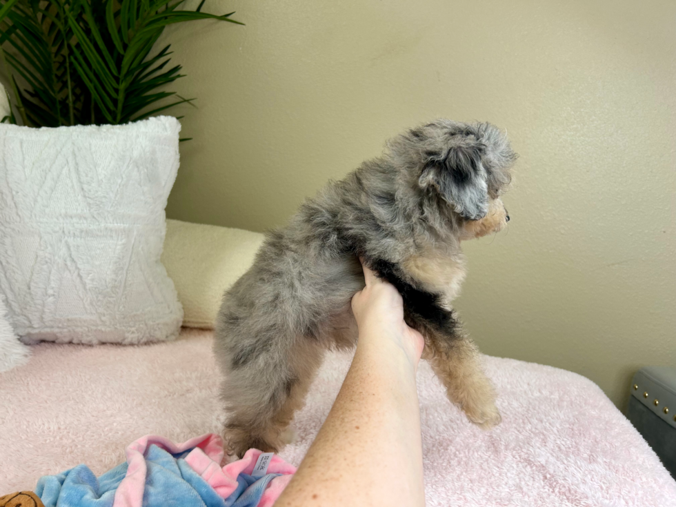 Cute Mini Aussiedoodle Poodle Mix Pup