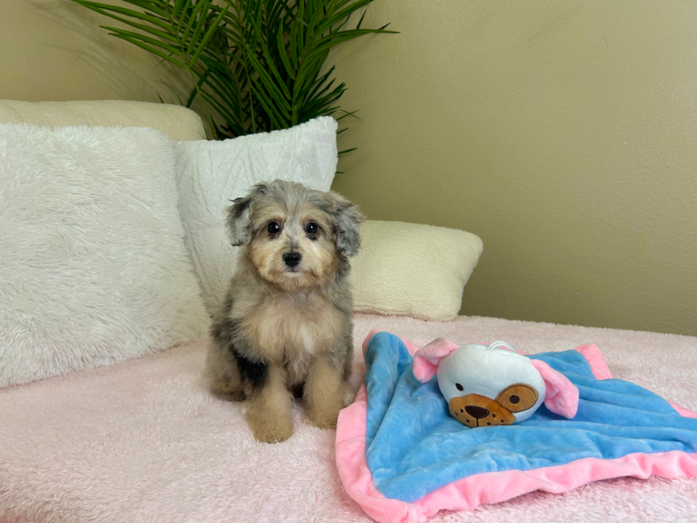 Best Mini Aussiedoodle Baby