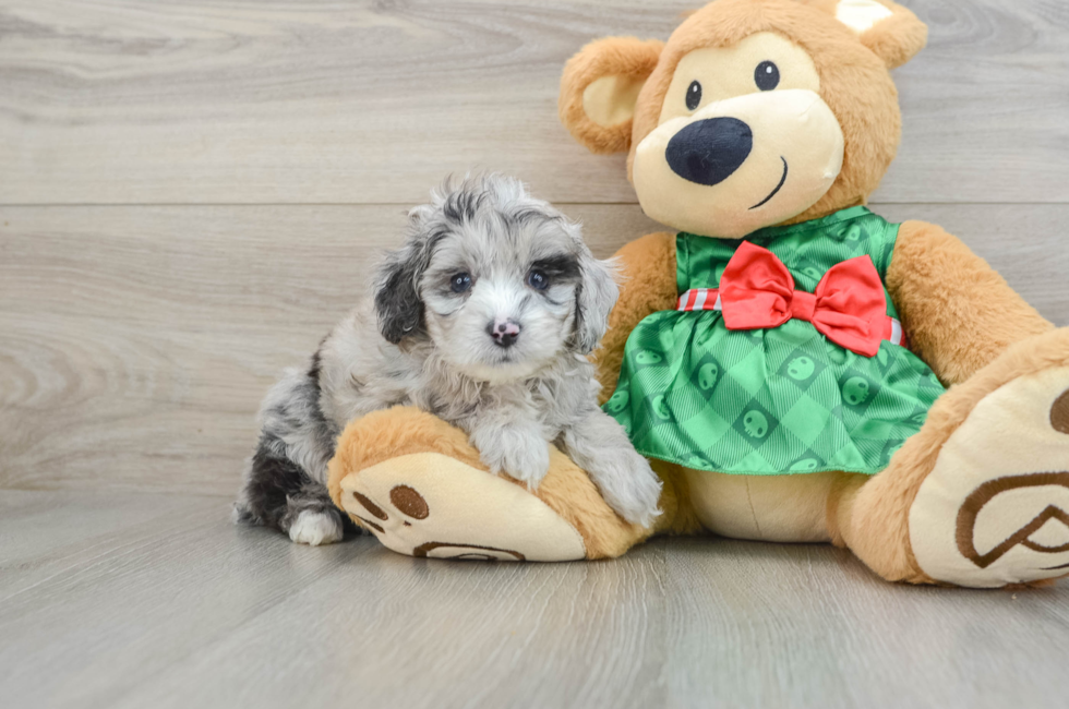 5 week old Mini Aussiedoodle Puppy For Sale - Lone Star Pups