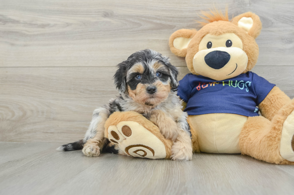 5 week old Mini Aussiedoodle Puppy For Sale - Lone Star Pups