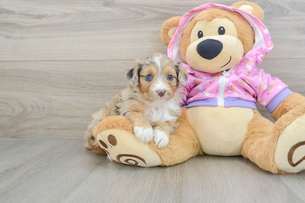 Mini Aussiedoodle Puppy for Adoption