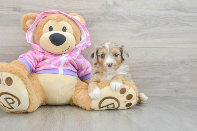 Funny Mini Aussiedoodle Poodle Mix Pup