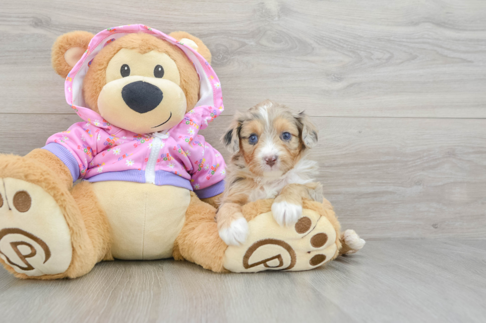 6 week old Mini Aussiedoodle Puppy For Sale - Lone Star Pups