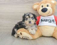 9 week old Mini Aussiedoodle Puppy For Sale - Lone Star Pups