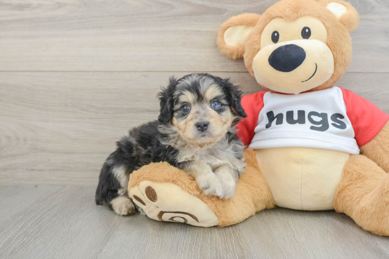 Meet Kova - our Mini Aussiedoodle Puppy Photo 1/3 - Lone Star Pups