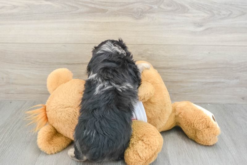 Meet Kova - our Mini Aussiedoodle Puppy Photo 2/3 - Lone Star Pups