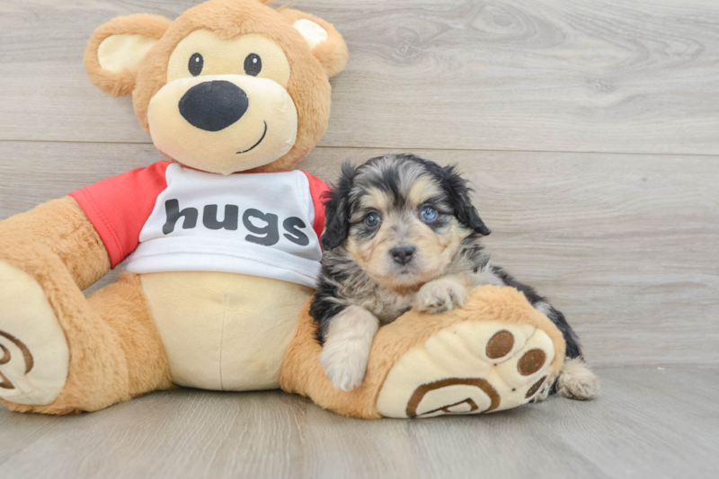 Meet Kova - our Mini Aussiedoodle Puppy Photo 3/3 - Lone Star Pups