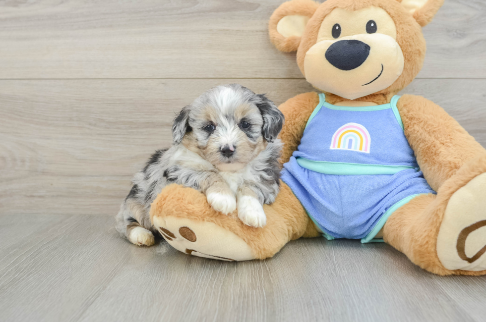 5 week old Mini Aussiedoodle Puppy For Sale - Lone Star Pups