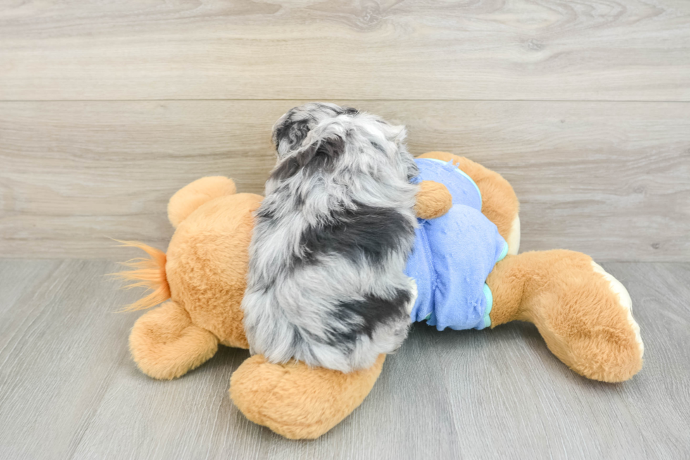 Little Mini Aussiepoo Poodle Mix Puppy