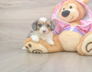 7 week old Mini Aussiedoodle Puppy For Sale - Lone Star Pups