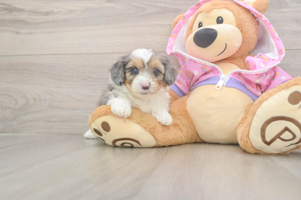 Playful Mini Aussiepoodle Poodle Mix Puppy