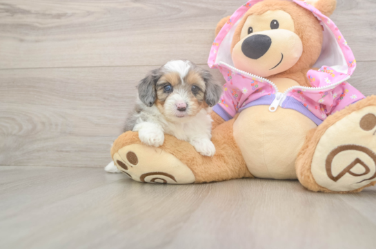 5 week old Mini Aussiedoodle Puppy For Sale - Lone Star Pups Playful Mini Aussiepoodle Poodle Mix Puppy