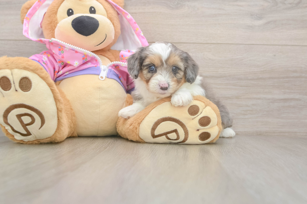 Adorable Mini Australian Shepherd X Poodle Mix Poodle Mix Puppy