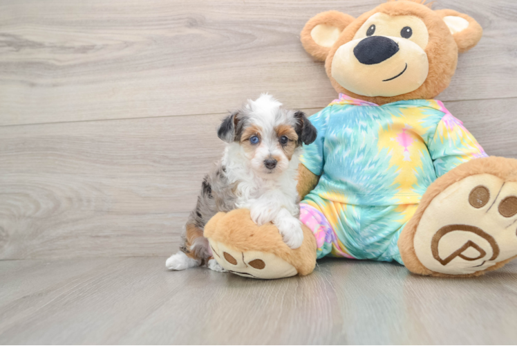 Best Mini Aussiedoodle Baby