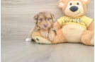 Best Mini Aussiedoodle Baby
