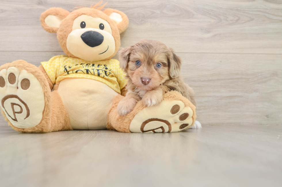 Petite Mini Aussiedoodle Poodle Mix Pup