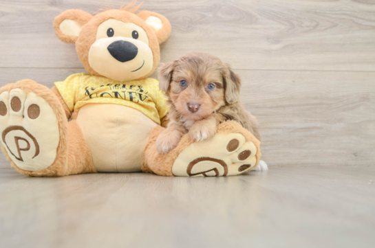 Petite Mini Aussiedoodle Poodle Mix Pup