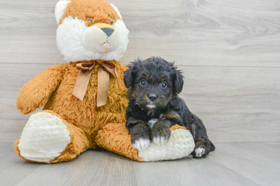 5 week old Mini Aussiedoodle Puppy For Sale - Lone Star Pups