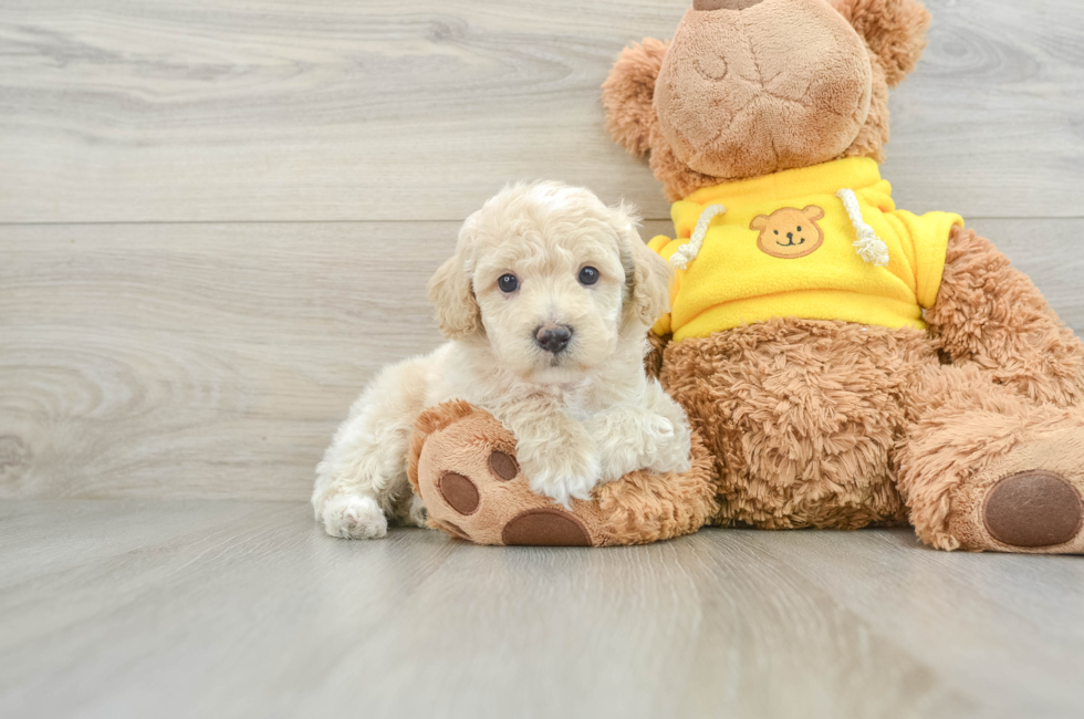 6 week old Mini Aussiedoodle Puppy For Sale - Lone Star Pups