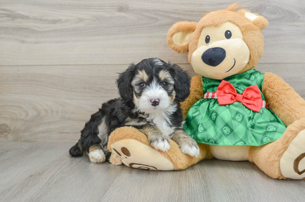 5 week old Mini Aussiedoodle Puppy For Sale - Lone Star Pups