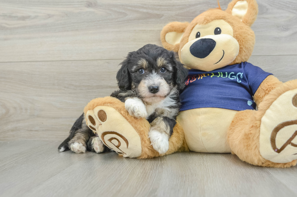 5 week old Mini Aussiedoodle Puppy For Sale - Lone Star Pups