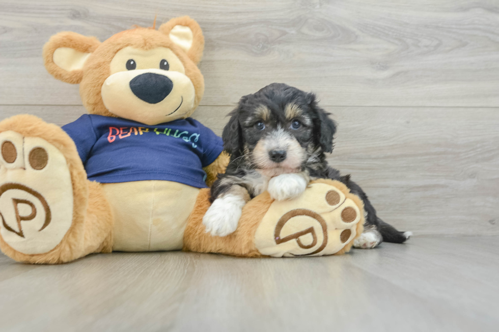 Mini Aussiedoodle Pup Being Cute