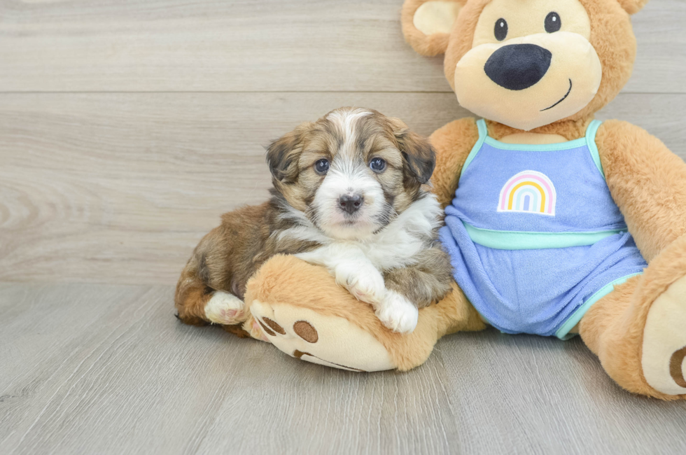 5 week old Mini Aussiedoodle Puppy For Sale - Lone Star Pups