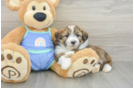 Small Mini Aussiedoodle Baby