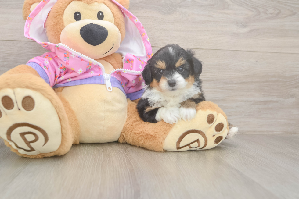 Mini Aussiedoodle Puppy for Adoption