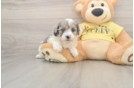 Best Mini Aussiedoodle Baby