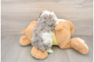 Mini Aussiedoodle Puppy for Adoption