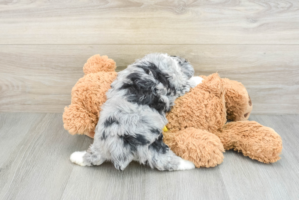 Mini Aussiedoodle Puppy for Adoption