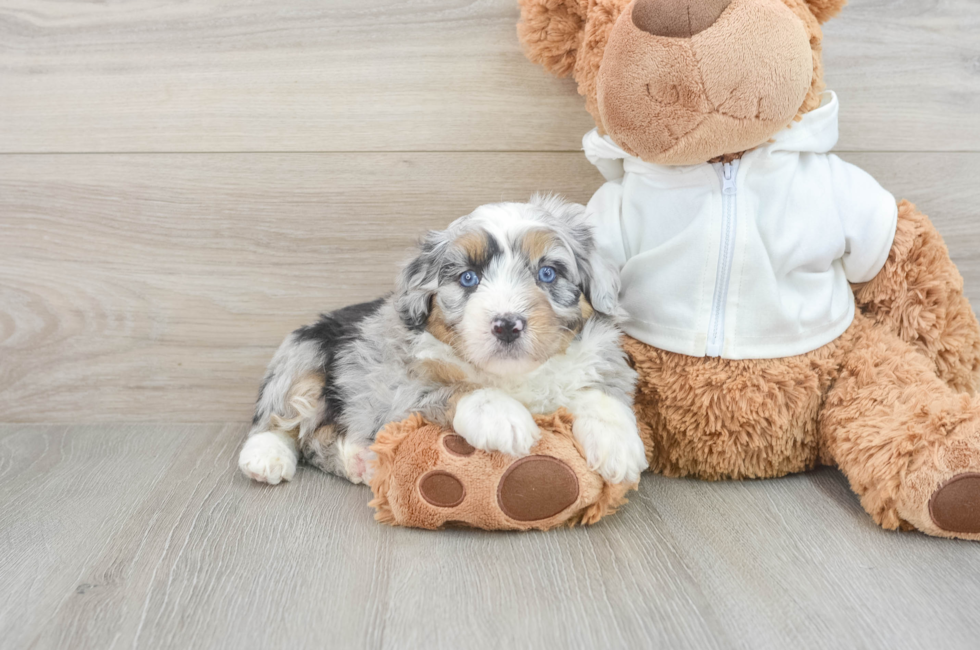 6 week old Mini Aussiedoodle Puppy For Sale - Lone Star Pups