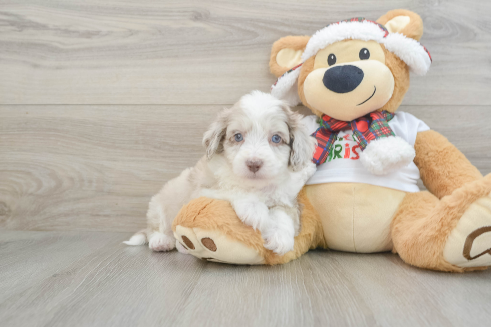 Smart Mini Aussiedoodle Poodle Mix Pup