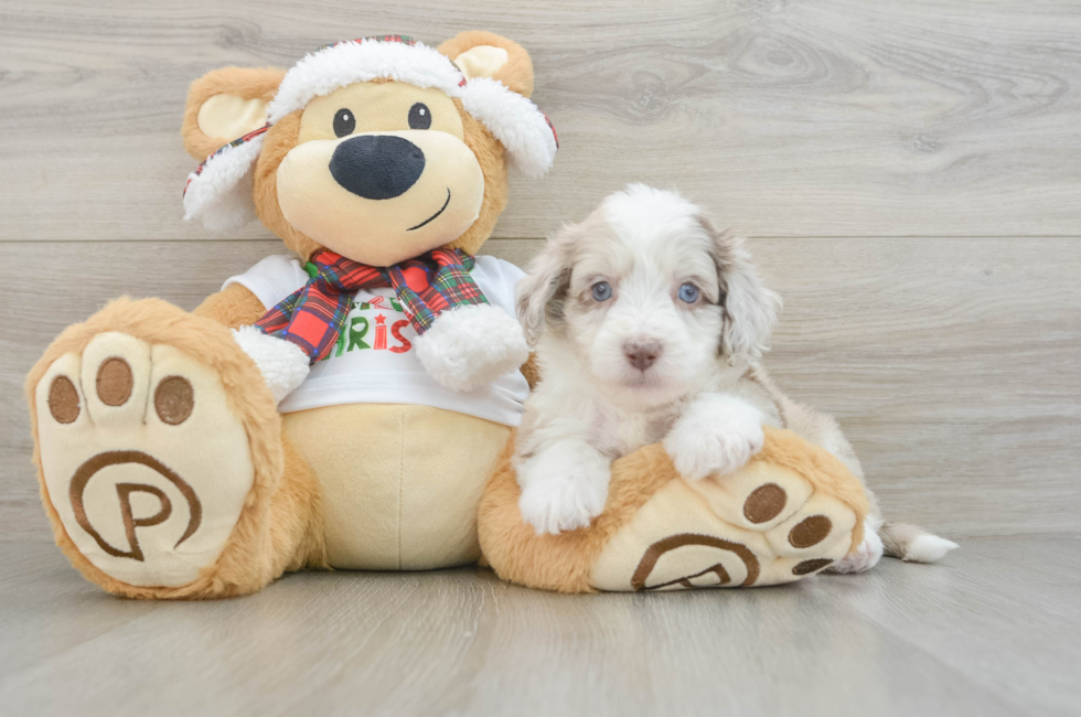 5 week old Mini Aussiedoodle Puppy For Sale - Lone Star Pups