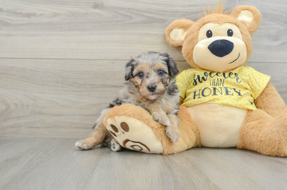 6 week old Mini Aussiedoodle Puppy For Sale - Lone Star Pups