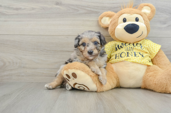 Best Mini Aussiedoodle Baby