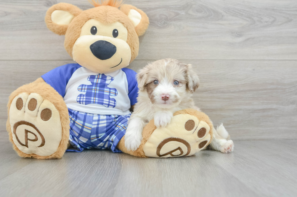 7 week old Mini Aussiedoodle Puppy For Sale - Lone Star Pups