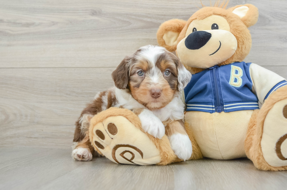 6 week old Mini Aussiedoodle Puppy For Sale - Lone Star Pups