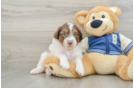 Energetic Aussie Poo Poodle Mix Puppy