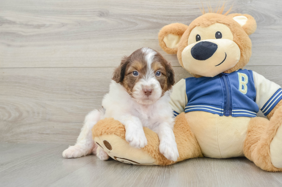 Energetic Aussie Poo Poodle Mix Puppy