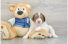 Funny Mini Aussiedoodle Poodle Mix Pup