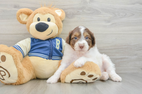 Funny Mini Aussiedoodle Poodle Mix Pup