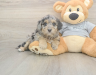 7 week old Mini Aussiedoodle Puppy For Sale - Lone Star Pups