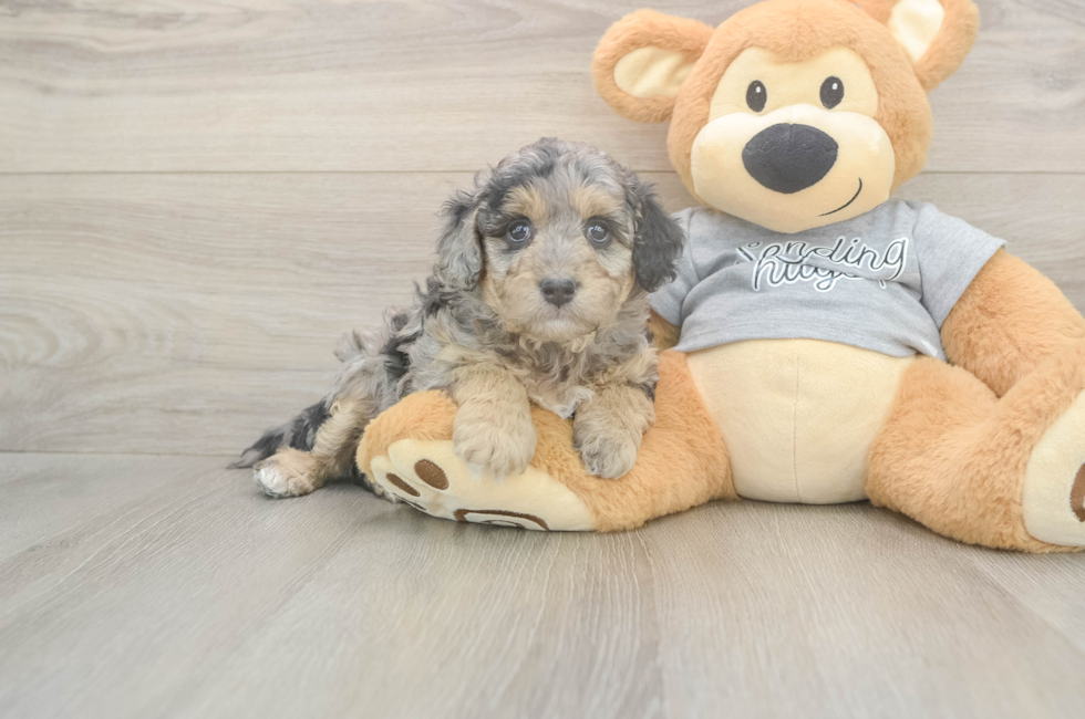 5 week old Mini Aussiedoodle Puppy For Sale - Lone Star Pups