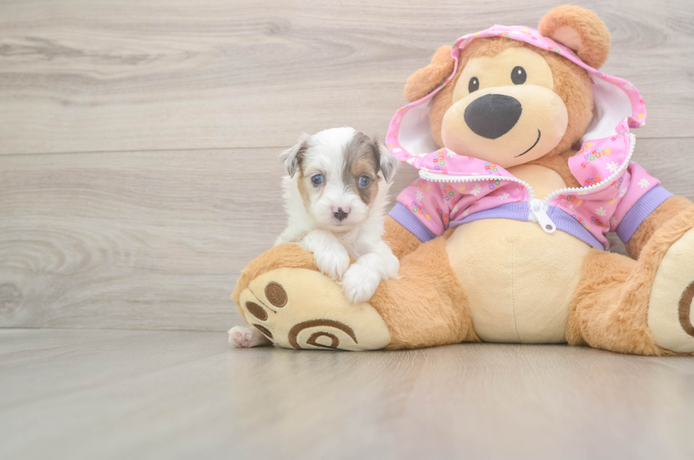 8 week old Mini Aussiedoodle Puppy For Sale - Lone Star Pups