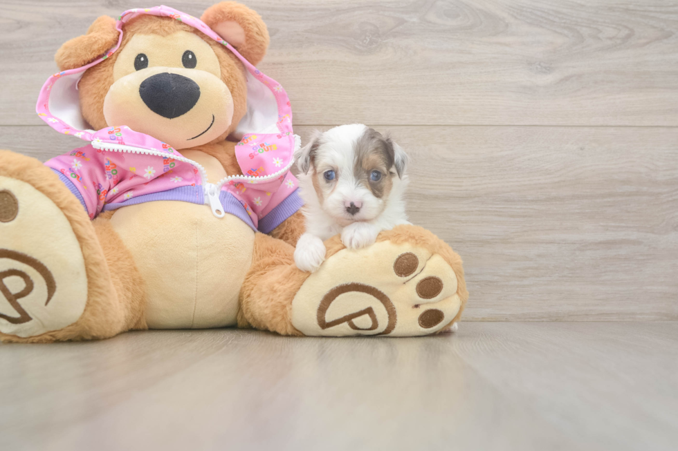 Mini Aussiedoodle Puppy for Adoption