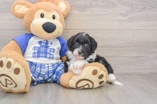 Adorable Mini Australian Shepherd X Poodle Mix Poodle Mix Puppy